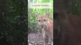 Seen by a Puma #trailcam #wildlife #wildanimals #wildcats #rainforest #amazonia #amazonrainforest