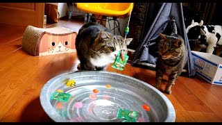 ねこと水遊び。-Water play with Maru\u0026Hana.-