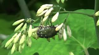 30秒の心象風景16744・花を渡り歩く～アオハナムグリ～