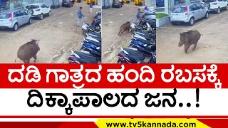 ಎಲ್ಲಿತ್ತಪ್ಪ  ಈ ದಡಿ ಗಾತ್ರದ ಹಂದಿ ..! | mangalor | pig attack | tv5 kannada | trending news | karnataka