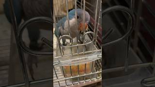 【オキナインコ】シード→ペレット切り替えられるか