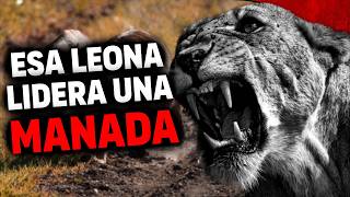 INCREÍBLE! Una Leona LIDERA una Manada de Leones | Leona Nala