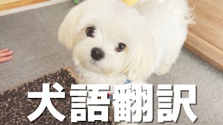 犬語がわかるおもちゃで犬の本音を覗いてみた結果がこちらです【マルチーズ】