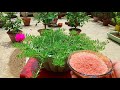 how to get maximum flowers in portulaca টাইম ফুল এতো ফুলের রহস্য time flower 9 o clock flower