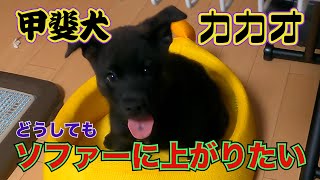 【甲斐犬】カカオはどうしてもソファーに上がりたい！