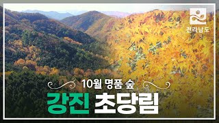 [10월 명품 숲] 강진 초당림 I 랜선 단풍놀이ㅣ힐링명소