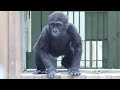 Gorilla⭐️ Where is my mom Kintaro searches for her in a hurry.【Momotaro family】