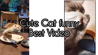 Cut Cats Funny Videos – The Best of the Best | CAT LABERS 98 🤣🤣