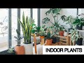 #Shorts Best Indoor plants to keep at your Home | Indoor Plants Guide | Floweraura