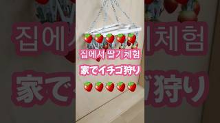 🍓お家でイチゴ狩り🍓집에서 딸기체험🍓#한일부부 #日韓夫婦 #韓国生活 #韓国 #いちご 狩り #딸기체험 #子ども #아이들 #아들 #shorts