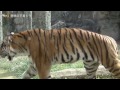 日本平動物園猛獣館　トラがまさか！？の行動に！！