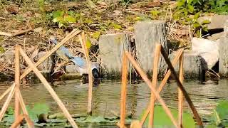 2018.5.5 東京上野 鳥 散歩・オナガ