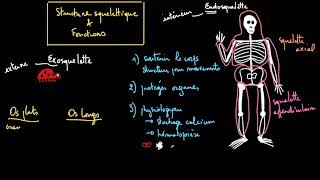 La structure et les fonctions du squelette