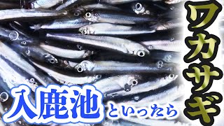 【入鹿池】冬の美味しい食材!ワカサギ釣り!