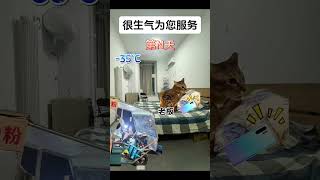 很生气为您服务#有趣 #故事 #貓 #猫猫meme小剧场 #猫meme #内容过于真实 #猫meme小剧场 #猫meme剧场 #喵不可言 #shorts