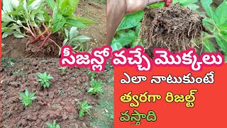 కొత్త మొక్కలు వేసుకునే విధానం|new plants ela vesukovali #garden#subscribe #trending #yashikagarden