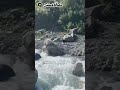 Swat Valley River Swat Whatsapp Status