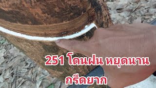 RRIT251 พันธุ์ยางที่อ่อนใหว??