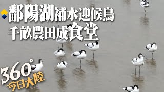 提升水位大作戰!鄱陽湖\