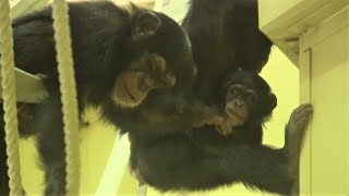 チンパンジー三姉妹と母 ⑫ Three chimp sisters＆mom  Yotsuba age1 \u0026 Twins age4