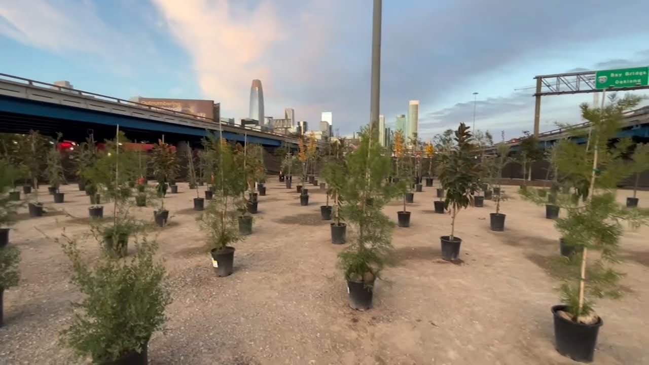 Gov Newsom Announces Tree Planting Plan To Beautify San Francisco