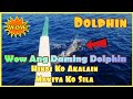 Dolphins Sa Balut Island