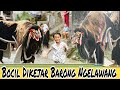 BOCIL DIKEJAR BARONG BANGKUNG NGELAWANG DI PEJENG TAMPAKSIRING