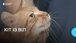 «Він мені не потрібен»: історія кота із вірусом імунодефіциту