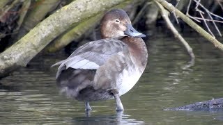 Common Pochard (Aythya ferina) female