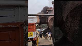 Ernakulam Sivakumar🔥🔥🐘 #trending #viral