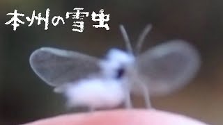 本州の雪虫【ヒイラギハマキワタムシ】