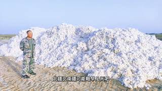 新疆棉花采完就像一座小雪山，为啥农民每年卖棉花都害怕卖完后悔