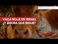 Vaca roja en Israel | Rab Dan ben Avraham |