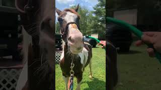 Aries getting a bath❤️