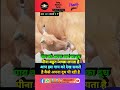 गाय अपना दूध क्यूं पीती हैं🥶🐄 shorts viral facts animals cow cowvideos cows factsinhindi 🔥🔥