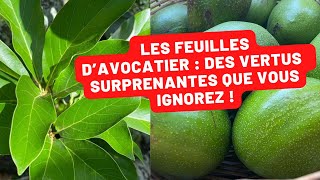 Les feuilles d'Avocatier : Un trésor de bienfaits pour la santé à découvrir