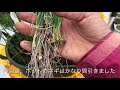 ミーの栽培キット🌱【やくme インフィニティ】ネギ 浅黄九条ネギ の収穫 ３回目❗️