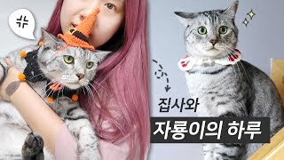 [샒의삶] 일상: 자룡이는 하루종일 뭘 하나요? / 고양이와 집사의 하루 VLOG / 궁디팡팡 캣페스타 미니하울 / 자룡이 물품소개