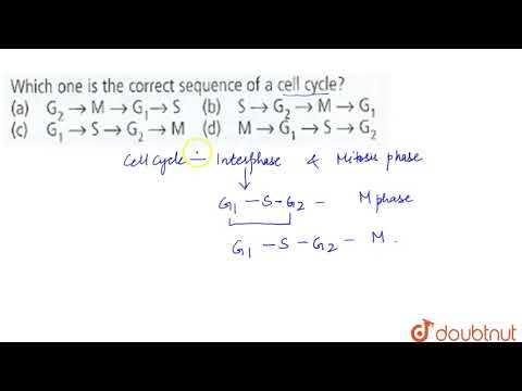 What is the correct sequence of events in the cell cycle?