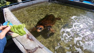 【小笠原】父島の海洋センターのウミガメさんに奉納する食物。