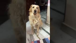Wavy #goldenretriever #toby #dog #dogsofyoutube #viraldogshorts #viraldog #viralshorts
