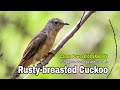 Rusty Breasted Cuckoo filmed with Canon Powershot SX60 HS | Birding In Singapore | Sabahan Youtuber