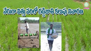 నేరుగావిత్తువరిలో గడ్డిజాతి కలుపు నివారణ Grassy Weed Control in Direct Seeded Rice II PJTSAU II