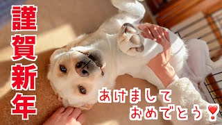 元旦🌞から日向ぼっこをしながらお父さん👦🏻に甘えん坊のラブラドールみみ🐶 Labrador Mimi enjoys her New Year's with daddy and mommy #216