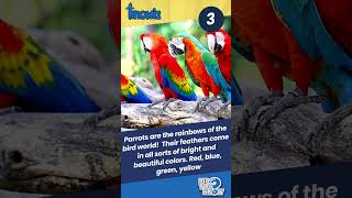 5 Fun Facts About Parrots 🦜#facts #knowledge #latest #new #top #viral