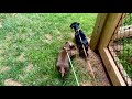 best dual retractable dog leash for 2 mini dachshund