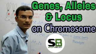 Genes, Alleles and Locus on Chromosomes