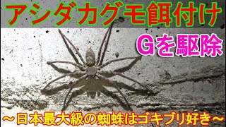 アシダカグモを餌付け～害虫駆除の益虫、日本最大級に育つ巨大蜘蛛はゴキブリが大好物～