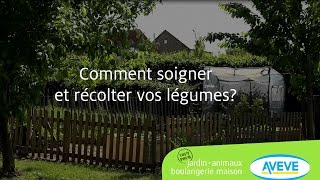 Comment soigner et récolter vos légumes