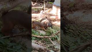 仲夏■③ニホンリス・日本栗鼠・沖縄こどもの国・・・Japanese_squirrel・Okinawa Zoo \u0026 Museum(20240710)